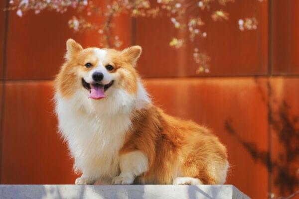 6-dog-books-care-training